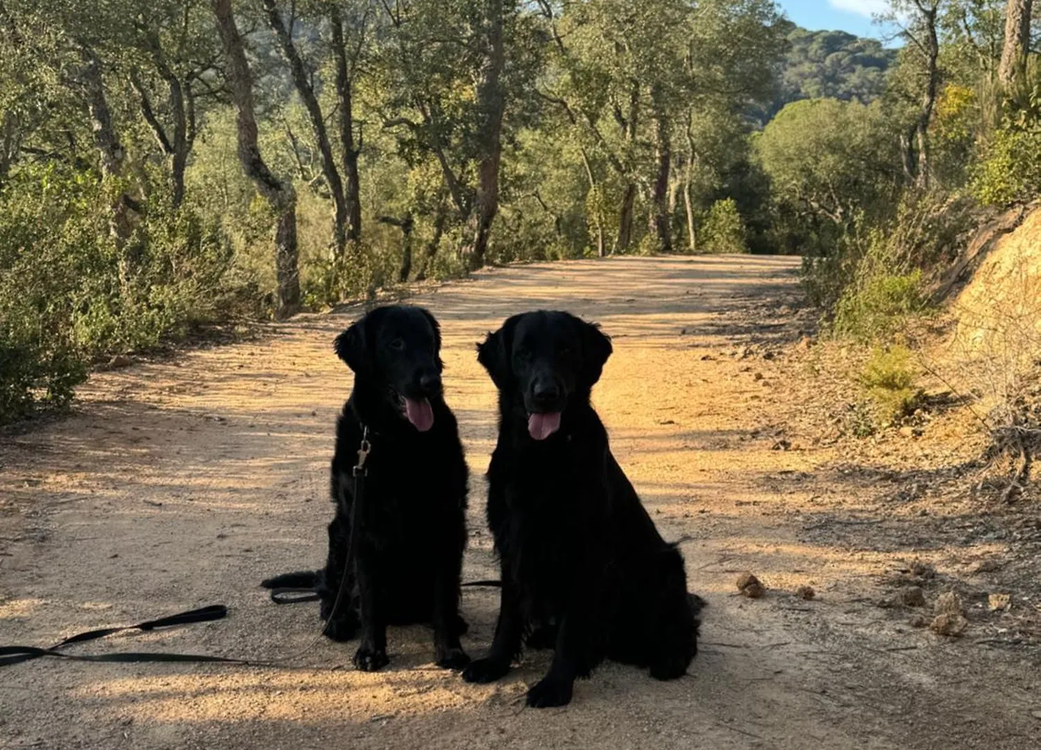 Casa Feliz Con Perros Villa Massanet De La Selva